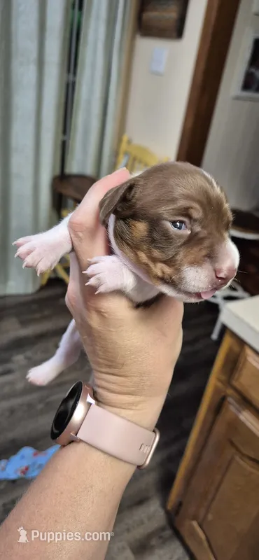Mag – Miniature Dachshund puppy for sale in Brenham, TX