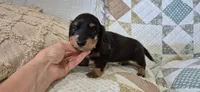 Winter, a male Miniature Dachshund for sale in Brenham, TX – 6 of 10