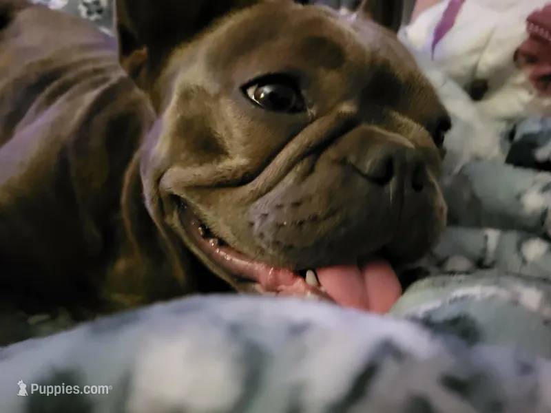 Honey Bunny – French Bulldog puppy for sale in Brenham, TX