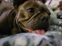 Honey Bunny, a female French Bulldog for sale in Brenham, TX – 1 of 3