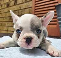 Saphire, a male French Bulldog for sale in Brenham, TX – 2 of 4