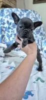 Cobalt, a male French Bulldog for sale in Brenham, TX – 7 of 10