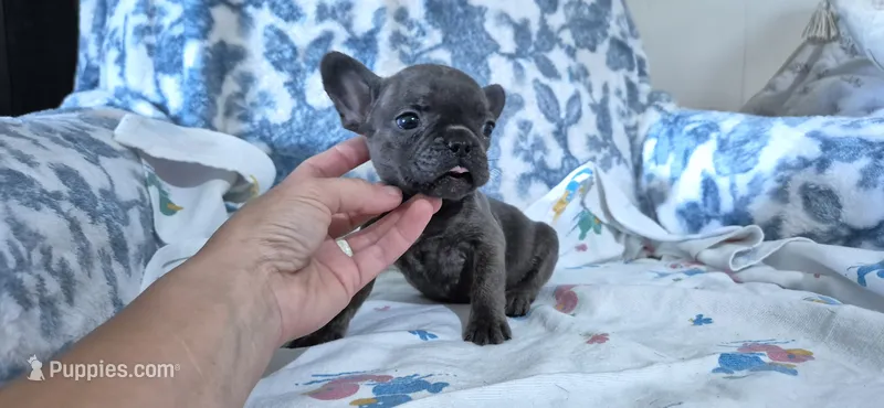 Opal – French Bulldog puppy for sale in Brenham, TX