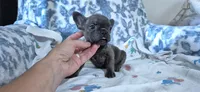 Opal, a female French Bulldog for sale in Brenham, TX – 1 of 10