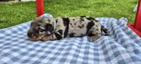 Rainy, a male Miniature Dachshund for sale in Brenham, TX – Photo 10 of 10