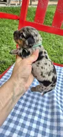 Rainy, a male Miniature Dachshund for sale in Brenham, TX – Photo 8 of 10