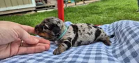 Rainy, a male Miniature Dachshund for sale in Brenham, TX – Photo 4 of 10