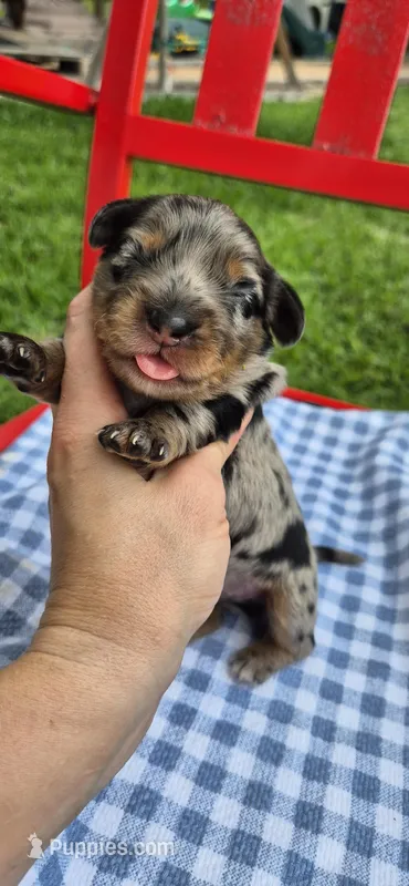 Rainy – Miniature Dachshund puppy for sale in Brenham, TX
