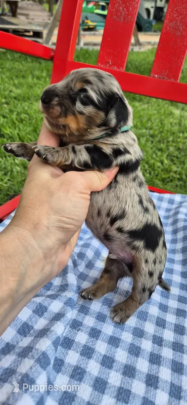 Rainy – Miniature Dachshund puppy for sale in Brenham, TX