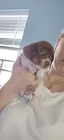 Magnolia, a female Miniature Dachshund for sale in Brenham, TX – 9 of 10