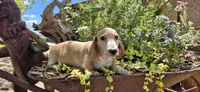 Hickory, a male Miniature Dachshund for sale in Brenham, TX – Photo 6 of 9
