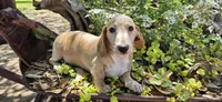 Hickory, a male Miniature Dachshund for sale in Brenham, TX – Photo 5 of 9