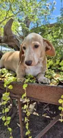 Hickory, a male Miniature Dachshund for sale in Brenham, TX – Photo 3 of 9