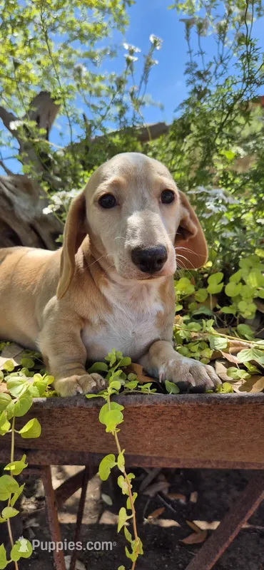 Hickory – Miniature Dachshund puppy for sale in Brenham, TX