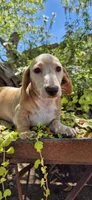 Hickory, a male Miniature Dachshund for sale in Brenham, TX – Photo 1 of 9