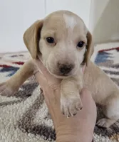 Hickory, a male Miniature Dachshund for sale in Brenham, TX – Photo 8 of 9