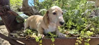 Hickory, a male Miniature Dachshund for sale in Brenham, TX – Photo 7 of 9