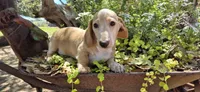 Hickory, a male Miniature Dachshund for sale in Brenham, TX – Photo 8 of 9