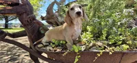 Hickory, a male Miniature Dachshund for sale in Brenham, TX – Photo 9 of 9