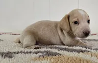 Hickory, a male Miniature Dachshund for sale in Brenham, TX – Photo 4 of 9