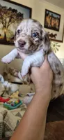 Peach, a female Miniature Dachshund for sale in Brenham, TX – 7 of 10