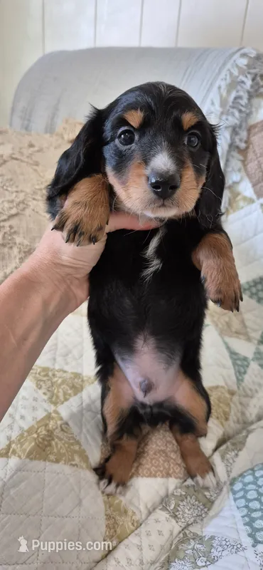 Windy – Miniature Dachshund puppy for sale in Brenham, TX