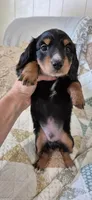 Windy, a male Miniature Dachshund for sale in Brenham, TX – 1 of 10