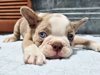 Emerald, a male French Bulldog for sale in Brenham, TX – 3 of 7