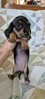 Spring, a female Miniature Dachshund for sale in Brenham, TX – 8 of 10