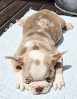 Emerald, a male French Bulldog for sale in Brenham, TX – 2 of 7