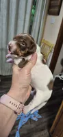 Mag, a female Miniature Dachshund for sale in Brenham, TX – 6 of 7