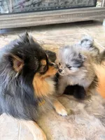 Patches, a male Pomeranian for sale in Winter Haven, FL – Photo 4 of 5