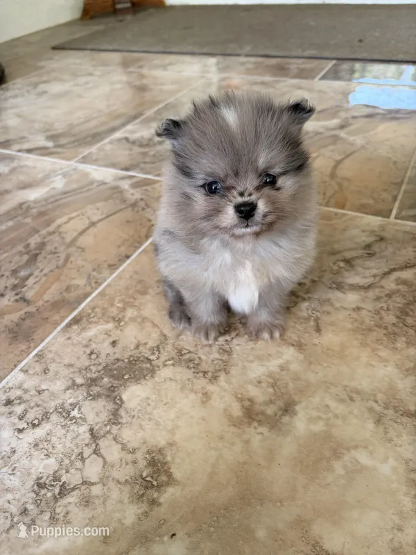 Patches – Pomeranian puppy for sale in Winter Haven, FL