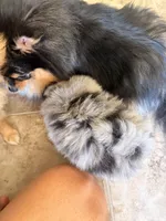 Patches, a male Pomeranian for sale in Winter Haven, FL – Photo 5 of 5