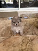 Patches, a male Pomeranian for sale in Winter Haven, FL – Photo 2 of 5
