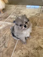 Patches, a male Pomeranian for sale in Winter Haven, FL – Photo 3 of 5
