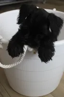Chloe, a female Miniature Schnauzer for sale in Seguin, TX – 3 of 7
