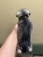 Mocha , a female Miniature Schnauzer for sale in San Antonio, TX – 2 of 3