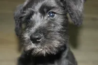 Zoey, a female Miniature Schnauzer for sale in Seguin, TX – 8 of 10