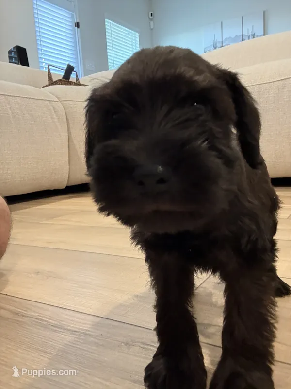 Green – Miniature Schnauzer puppy for sale in Seguin, TX