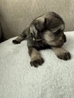 Tan, a female Miniature Schnauzer for sale in Seguin, TX – 7 of 7
