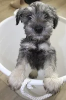 Chuck, a male Miniature Schnauzer for sale in Seguin, TX – 3 of 8