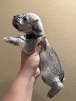 Regan, a male Miniature Schnauzer for sale in San Antonio, TX – 3 of 3