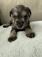 Tan, a female Miniature Schnauzer for sale in Seguin, TX – 1 of 7