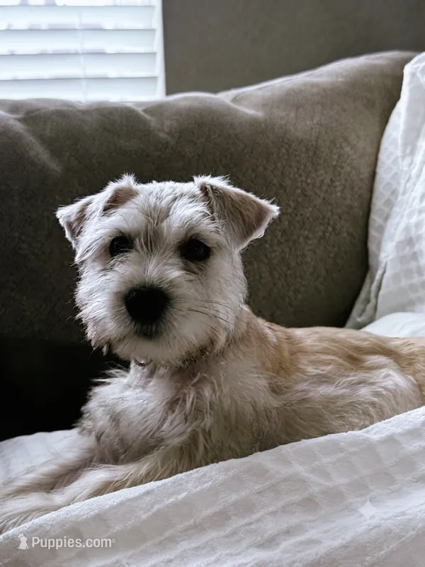 Bernice – Miniature Schnauzer puppy for sale in Seguin, TX