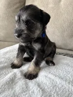 Blue, a male Miniature Schnauzer for sale in Seguin, TX – 2 of 7