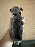 Ruby, a female Miniature Schnauzer for sale in San Antonio, TX – 4 of 4