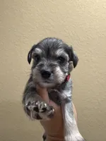 Molly, a female Miniature Schnauzer for sale in San Antonio, TX – 3 of 3