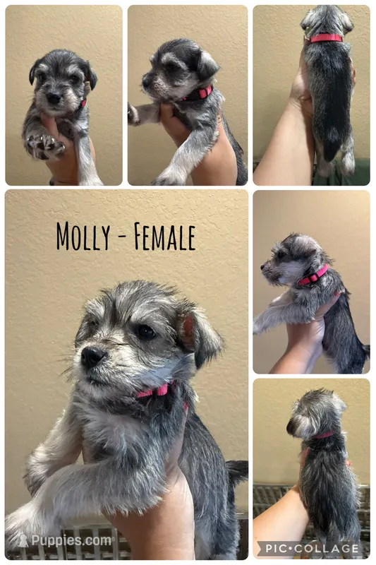 Molly – Miniature Schnauzer puppy for sale in Seguin, TX
