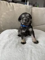 Blue, a male Miniature Schnauzer for sale in Seguin, TX – 6 of 7